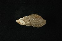 藏品(瘤蜷)的圖片